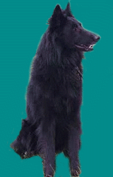 Woof!